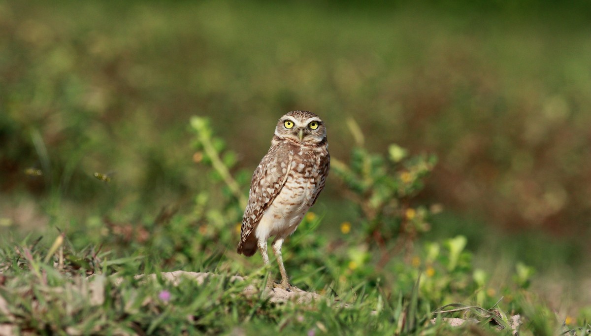Burrowing Owl - Jay McGowan