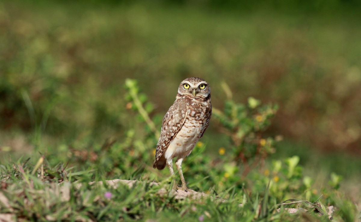 Burrowing Owl - ML23417361
