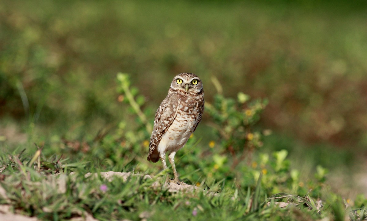 Burrowing Owl - ML23417381