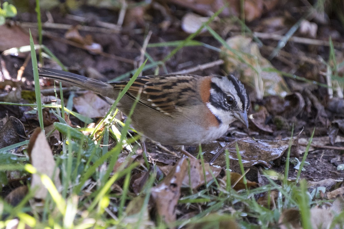 Rufous-collared Sparrow - ML234174041