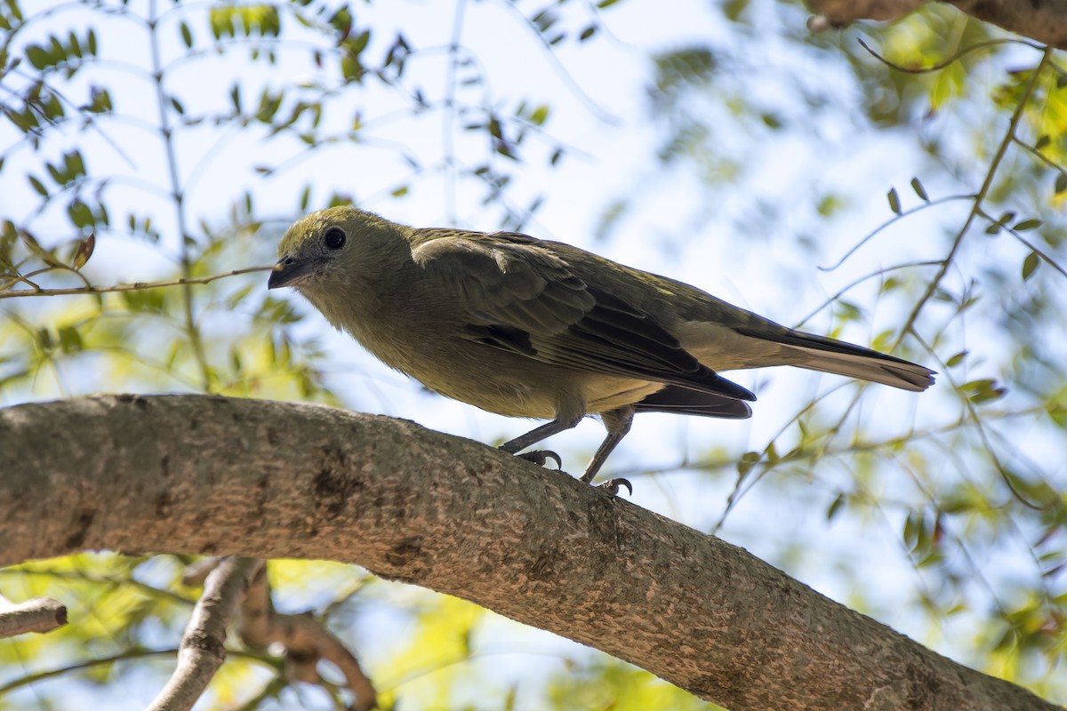 Palm Tanager - ML234174491