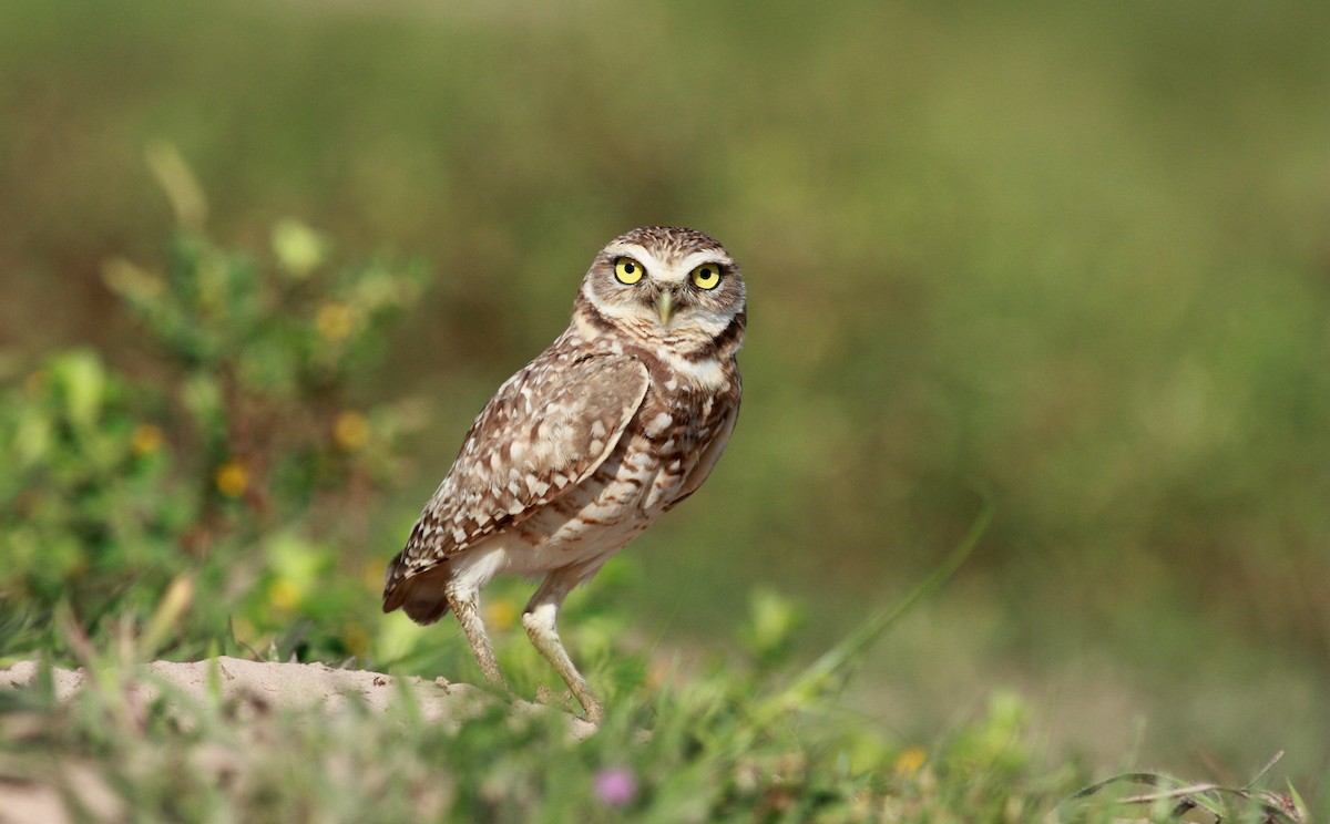 Burrowing Owl - ML23417461