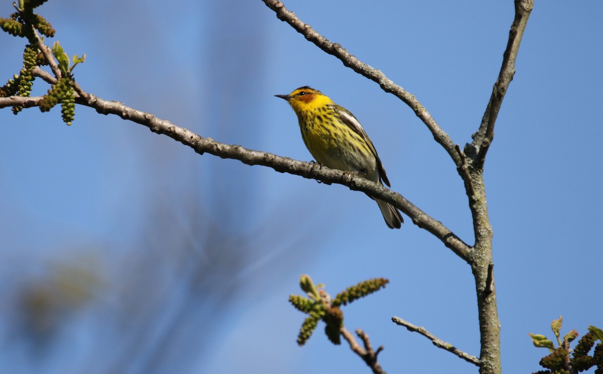 Cape May Warbler - ML234175891