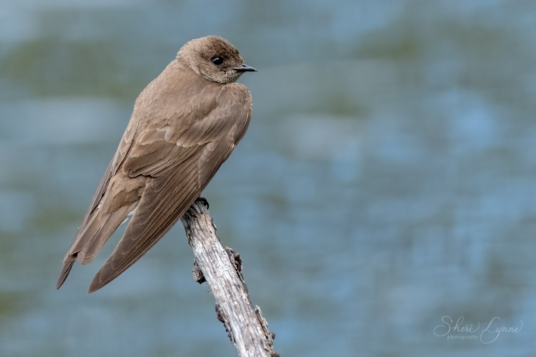 Northern Rough-winged Swallow - Sheri Thompson
