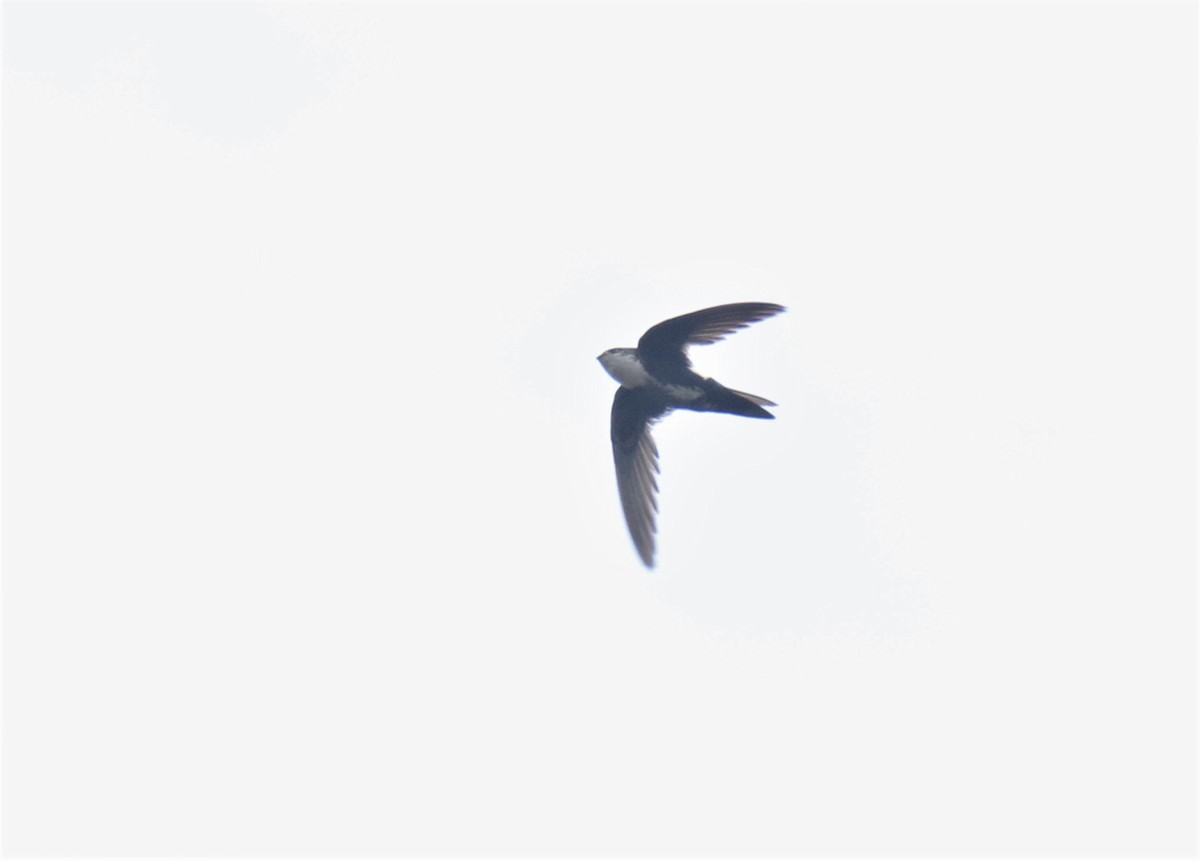 White-throated Swift - Josue  de León Lux (Birding Guide) josuedeleonlux@gmail.com +502 3068 8988