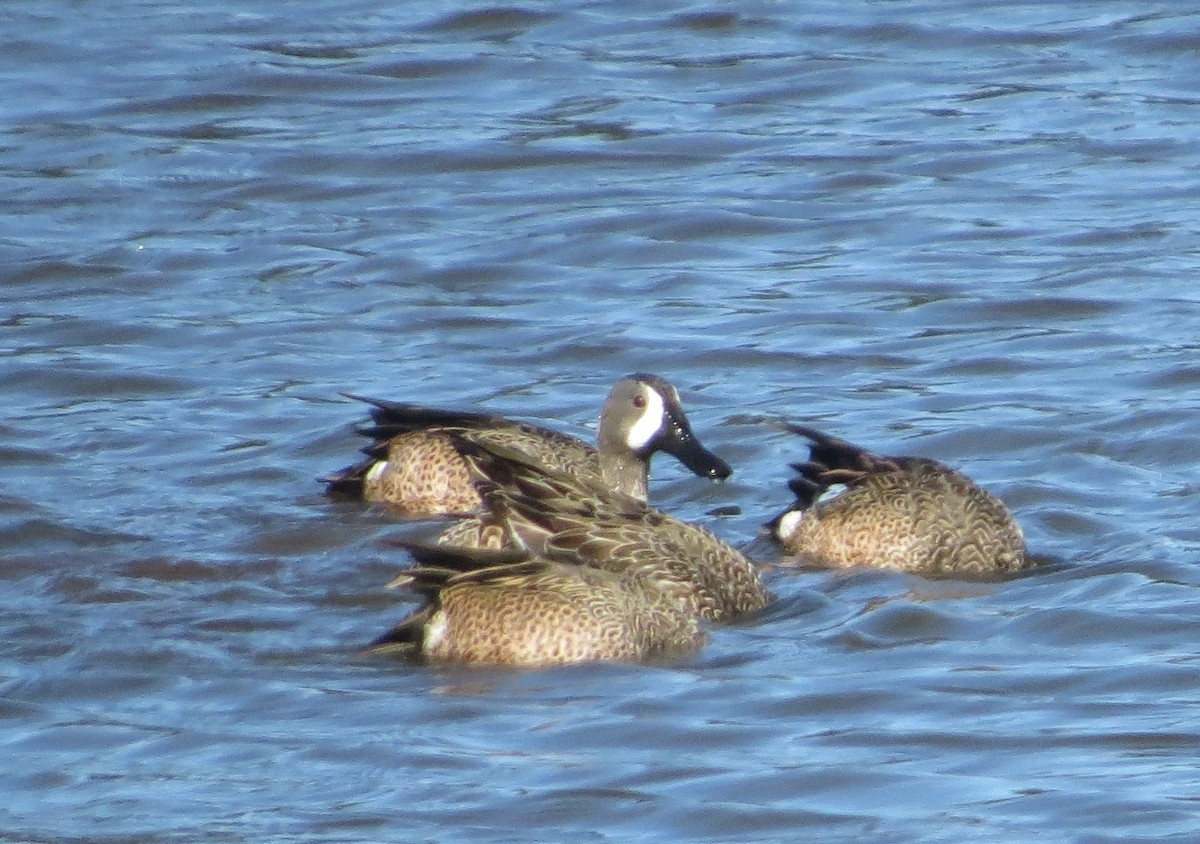 Blue-winged Teal - ML23417691