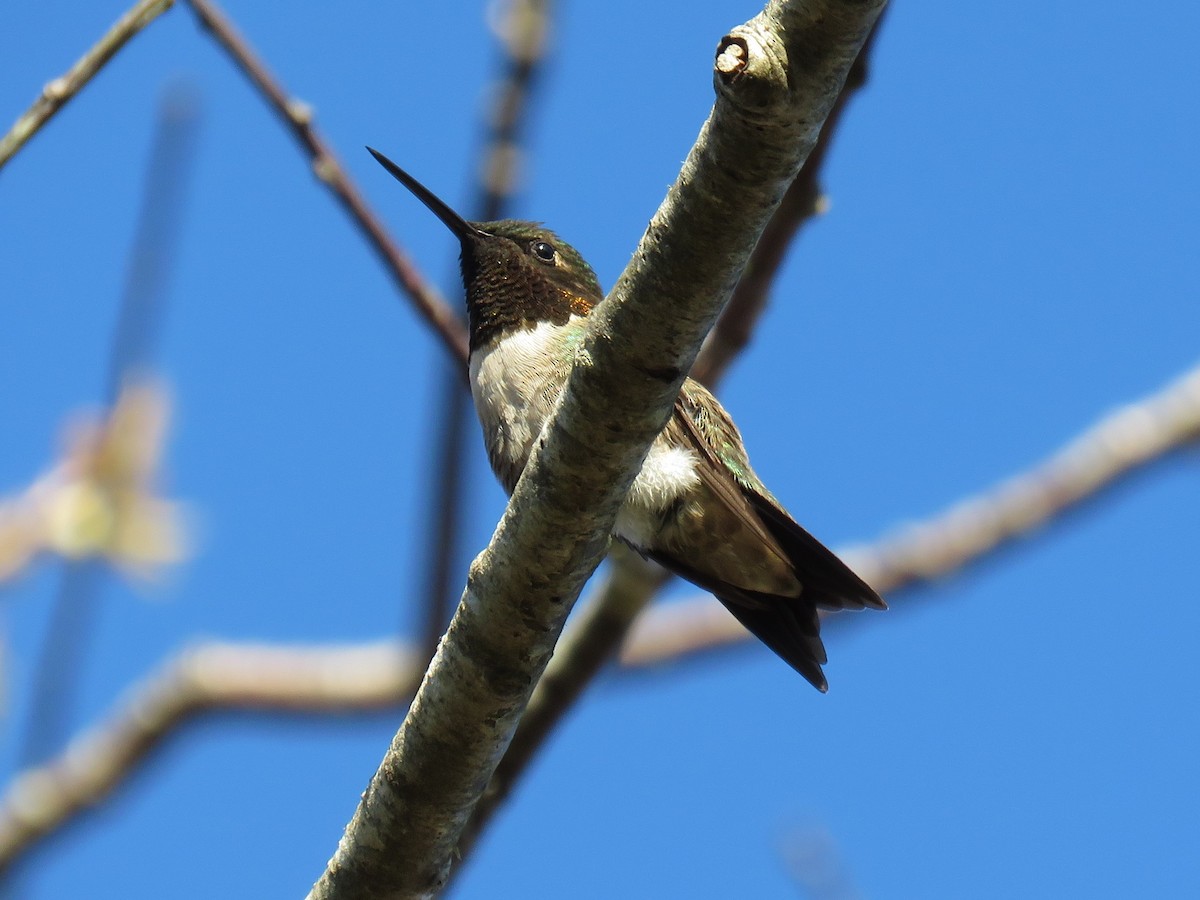 Ruby-throated Hummingbird - Roger Debenham