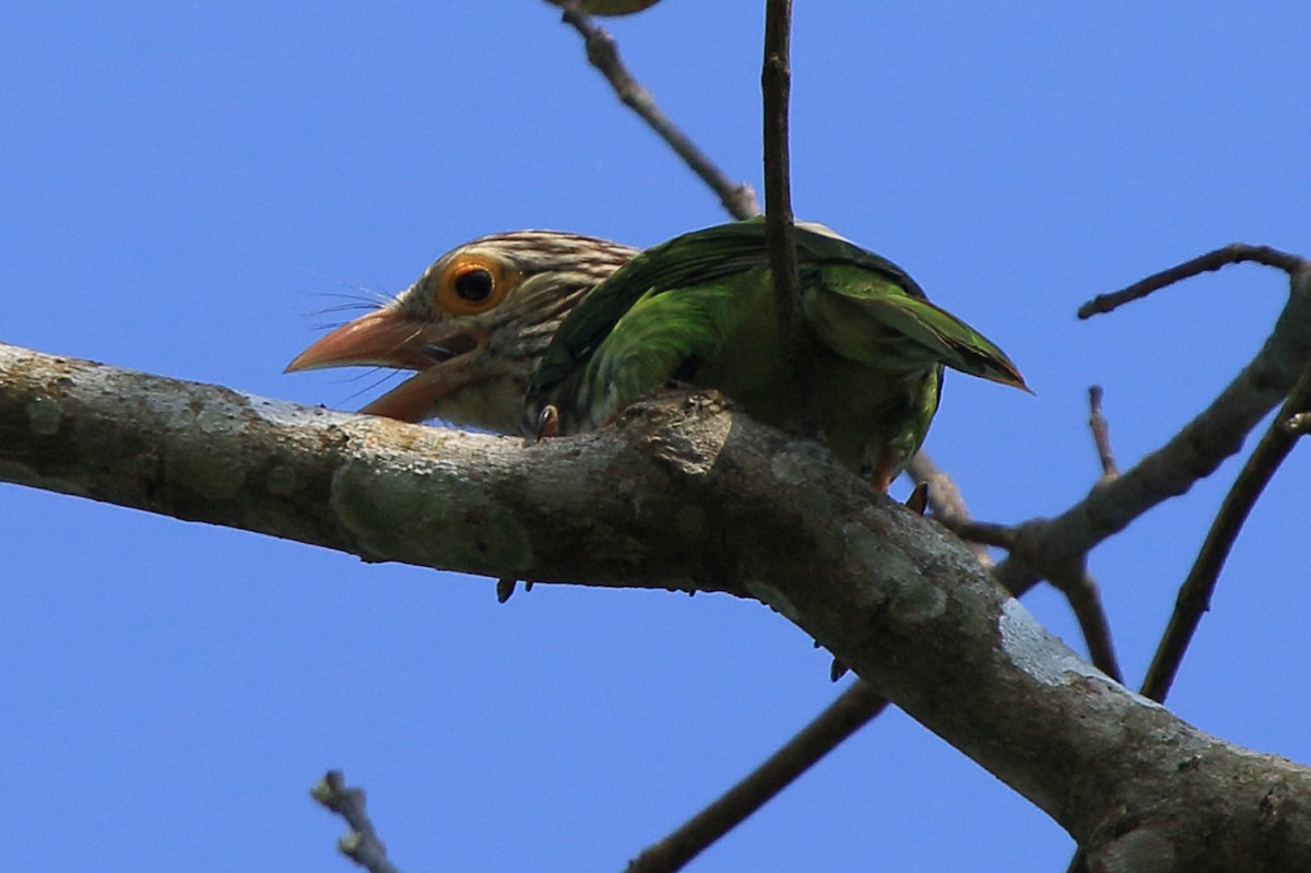 Lineated Barbet - ML234180311