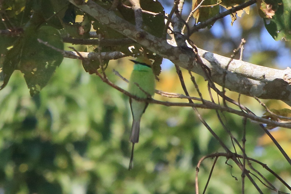 Asian Green Bee-eater - ML234180841