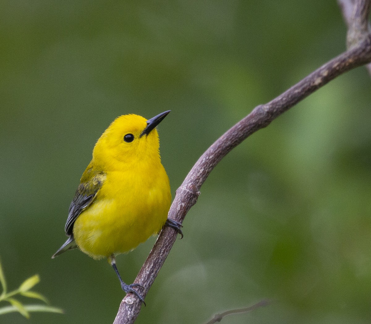 Prothonotary Warbler - ML234183661