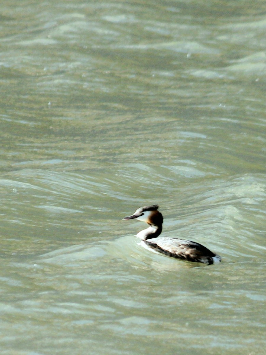 Great Crested Grebe - ML234184951