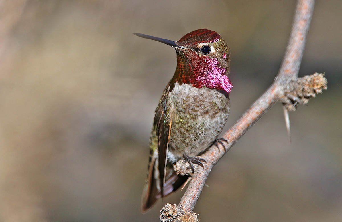 Anna's Hummingbird - Tim Avery