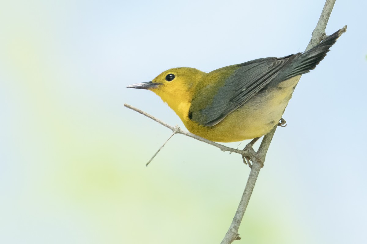 Prothonotary Warbler - ML234185671