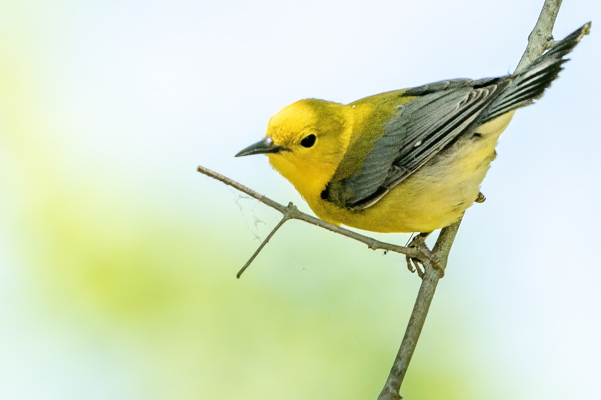 Prothonotary Warbler - ML234185751