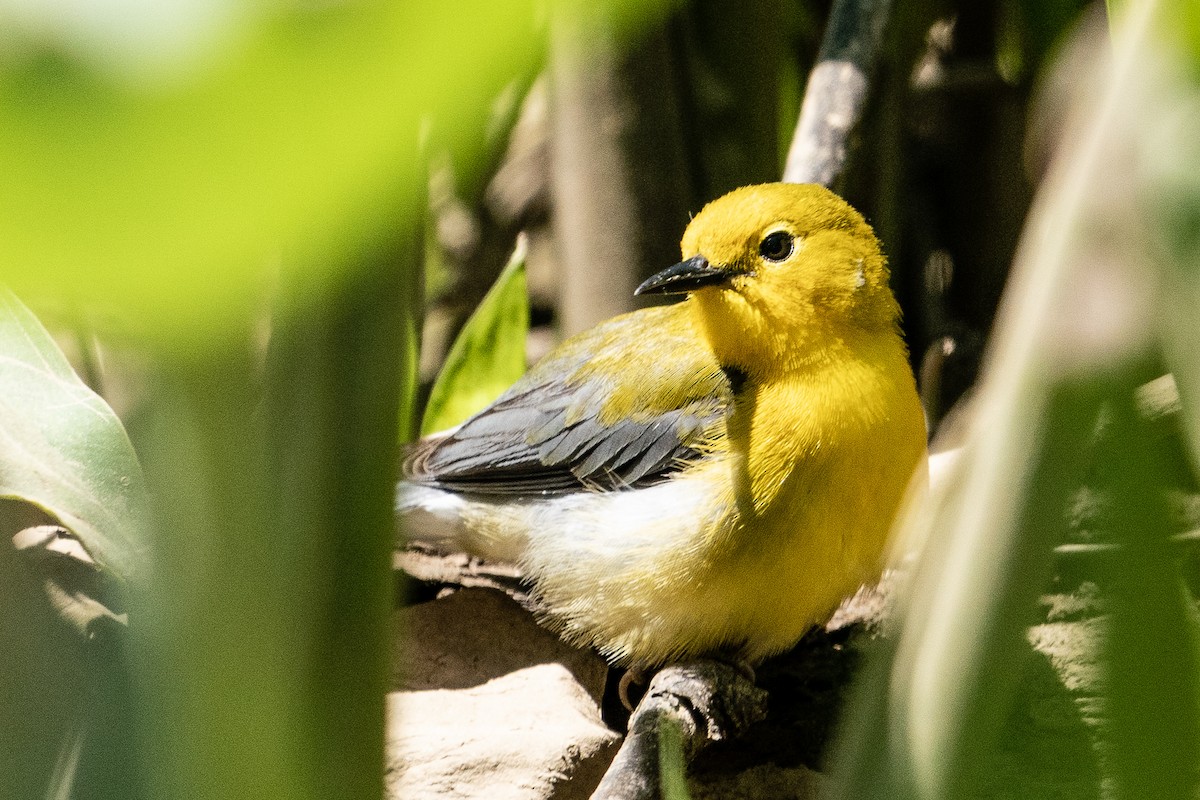 Prothonotary Warbler - ML234185771