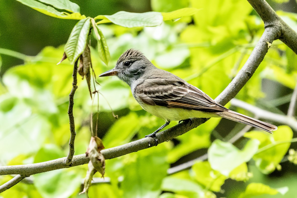 Great Crested Flycatcher - ML234187441