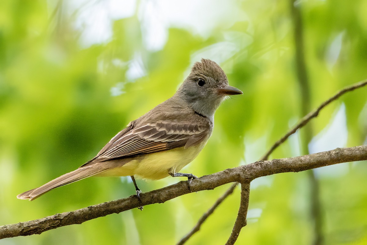 Great Crested Flycatcher - ML234187461