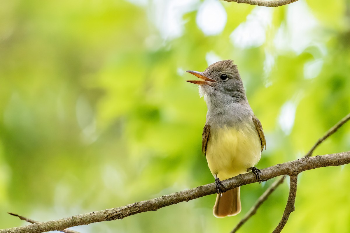 Great Crested Flycatcher - ML234187471
