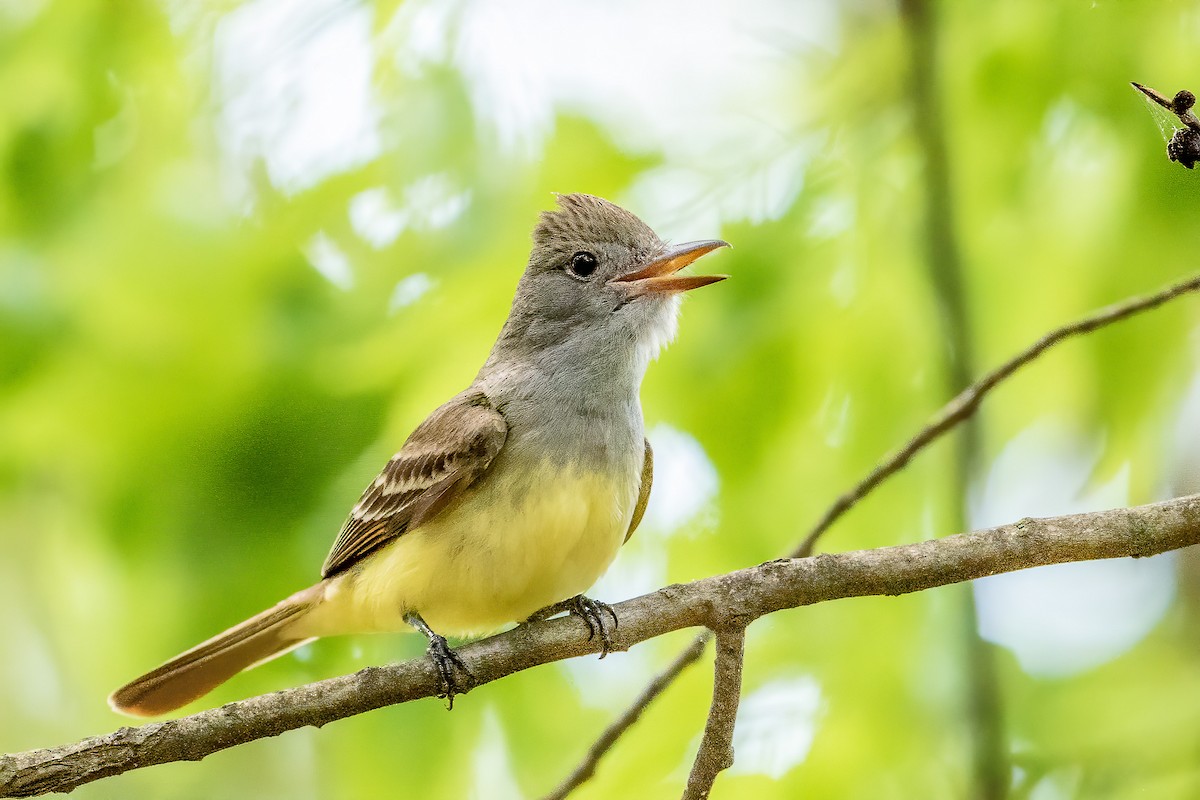 Great Crested Flycatcher - ML234187491