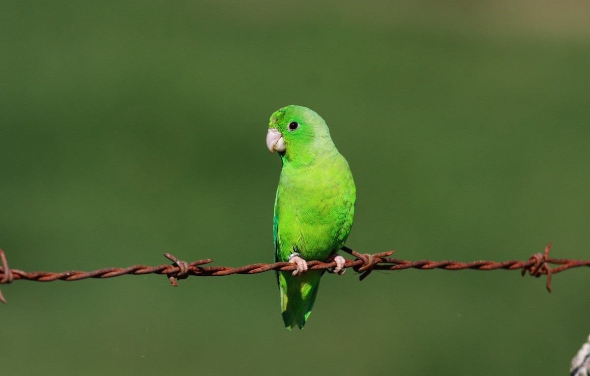Yeşil Sokumlu Serçe Papağanı - ML23418861