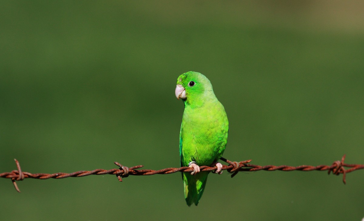 Зелёный воробьиный попугайчик - ML23418881