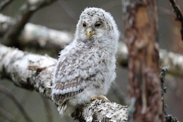 Ural Owl undergoing Prejuvenile Molt&nbsp;(subspecies <em class="SciName notranslate">liturata</em>) - Ural Owl - 