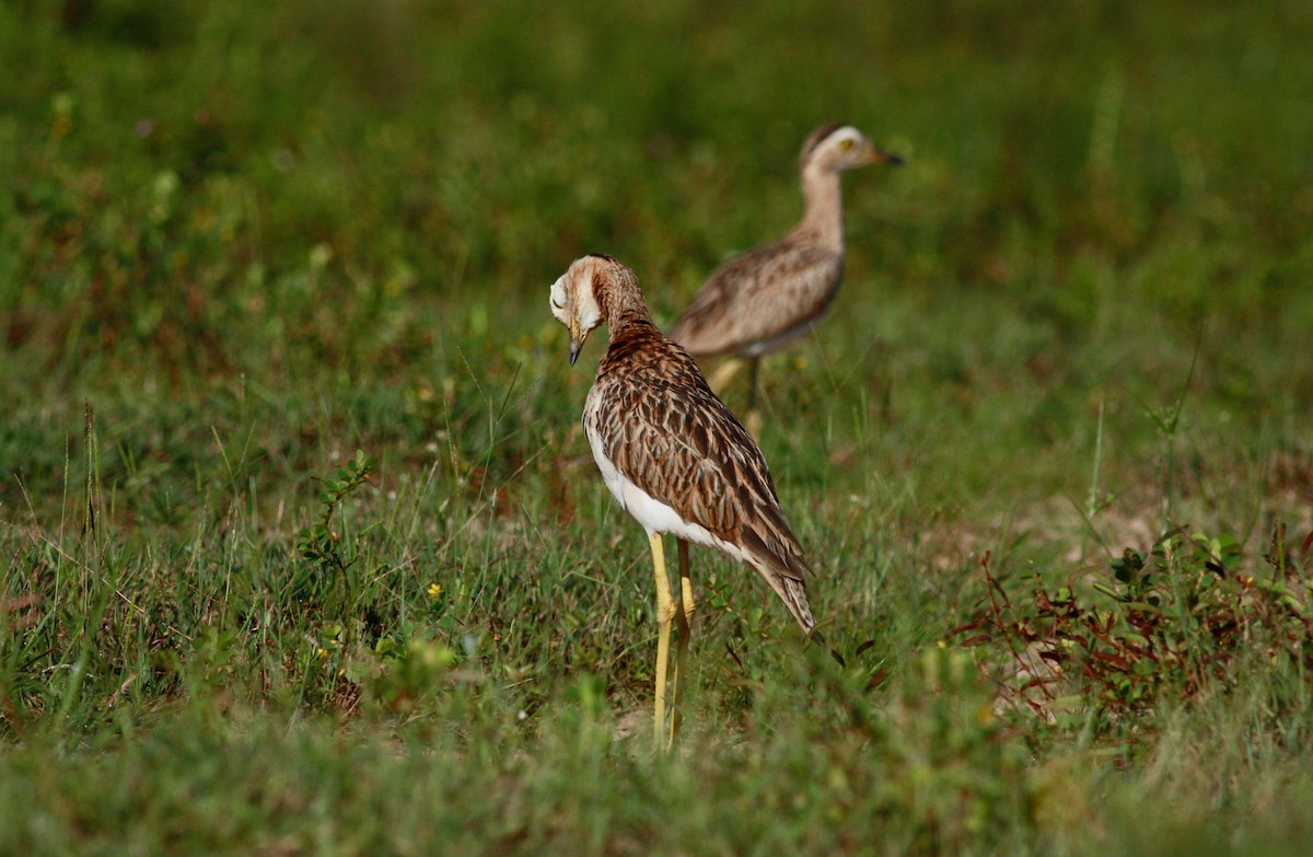 Double-striped Thick-knee - Jay McGowan