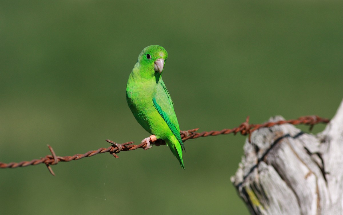 Yeşil Sokumlu Serçe Papağanı - ML23419101
