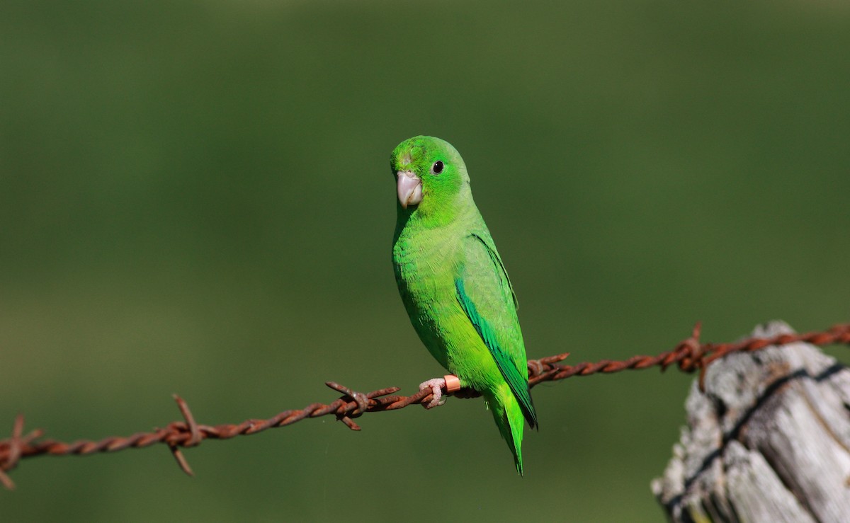 Yeşil Sokumlu Serçe Papağanı - ML23419111