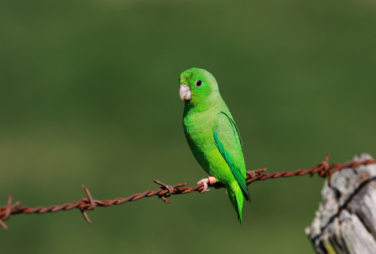 Yeşil Sokumlu Serçe Papağanı - ML23419121