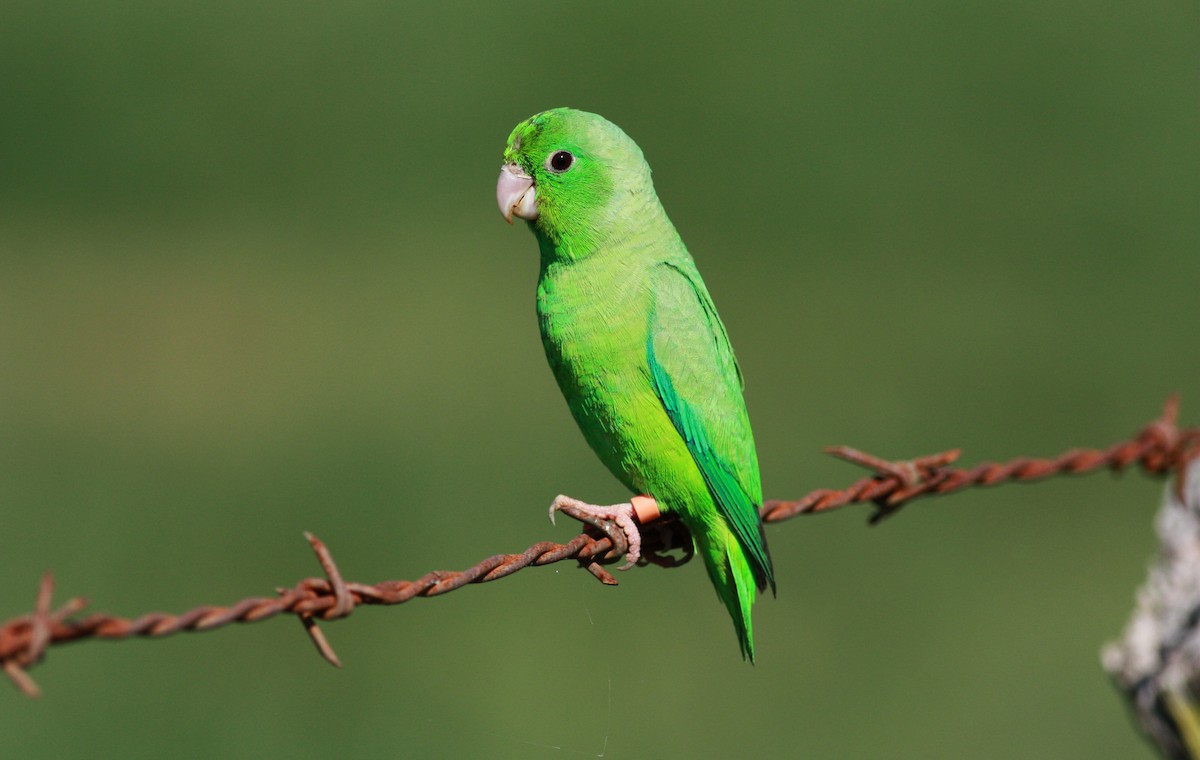 Yeşil Sokumlu Serçe Papağanı - ML23419181