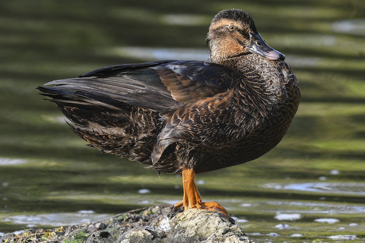 virginia-breeding-bird-atlas-checklist-9-may-2020-virginia-tech