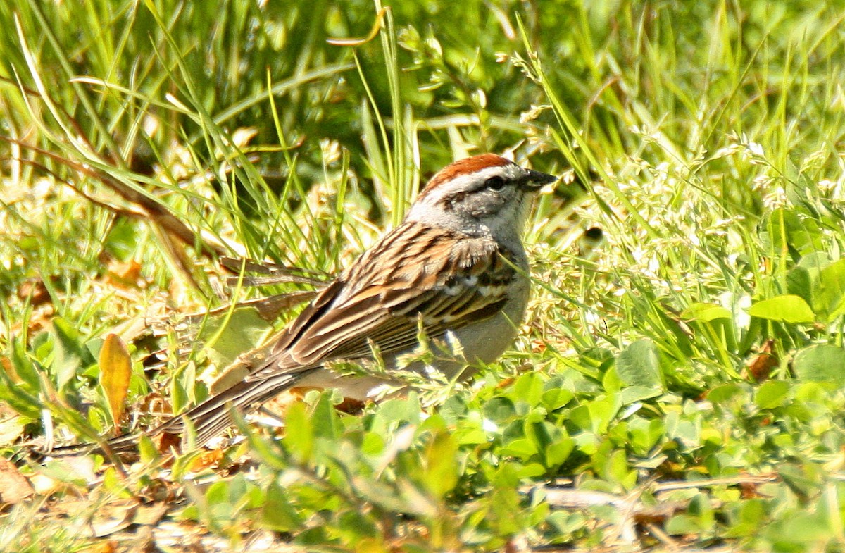 Chipping Sparrow - Gerald Teig