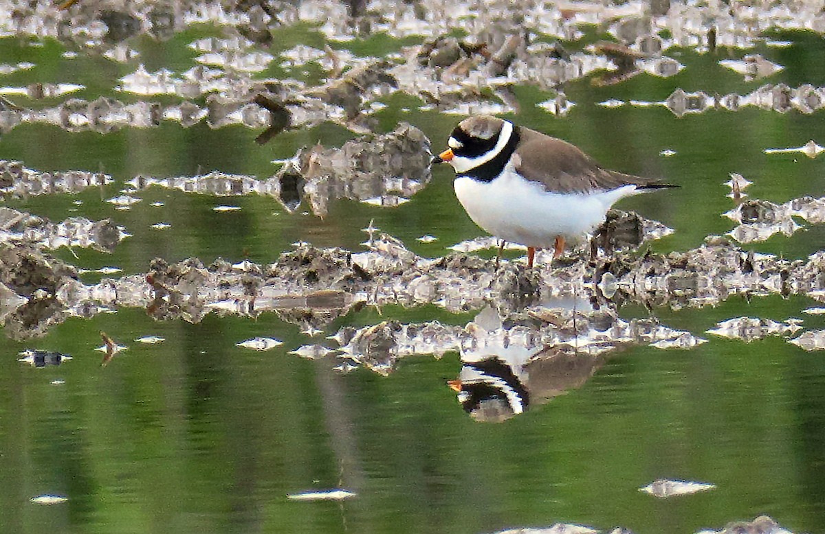 Common Ringed Plover - ML234197821