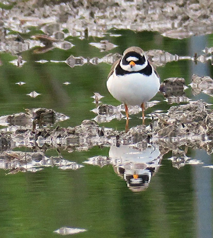 Common Ringed Plover - ML234197831