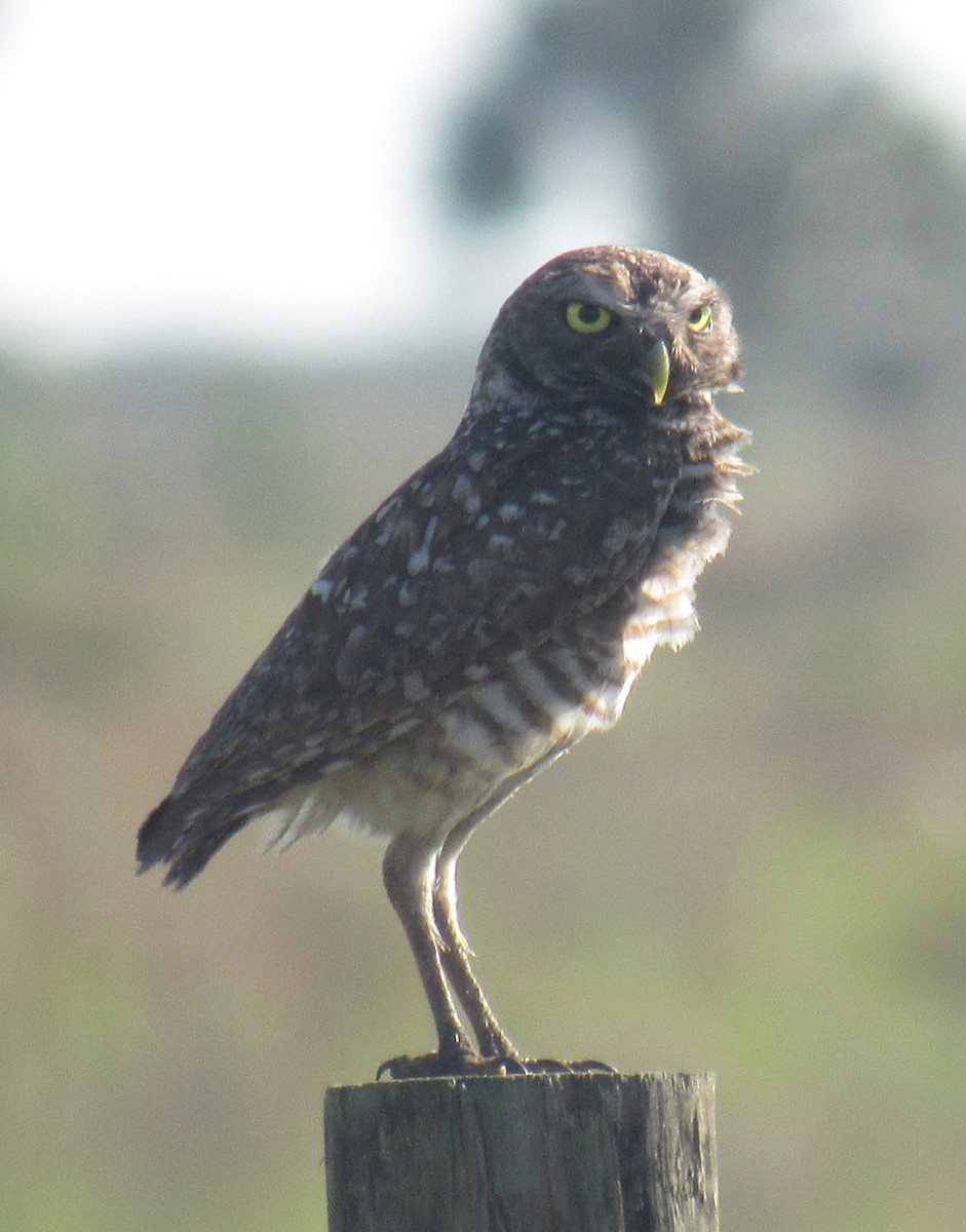 Burrowing Owl (Florida) - ML234200491