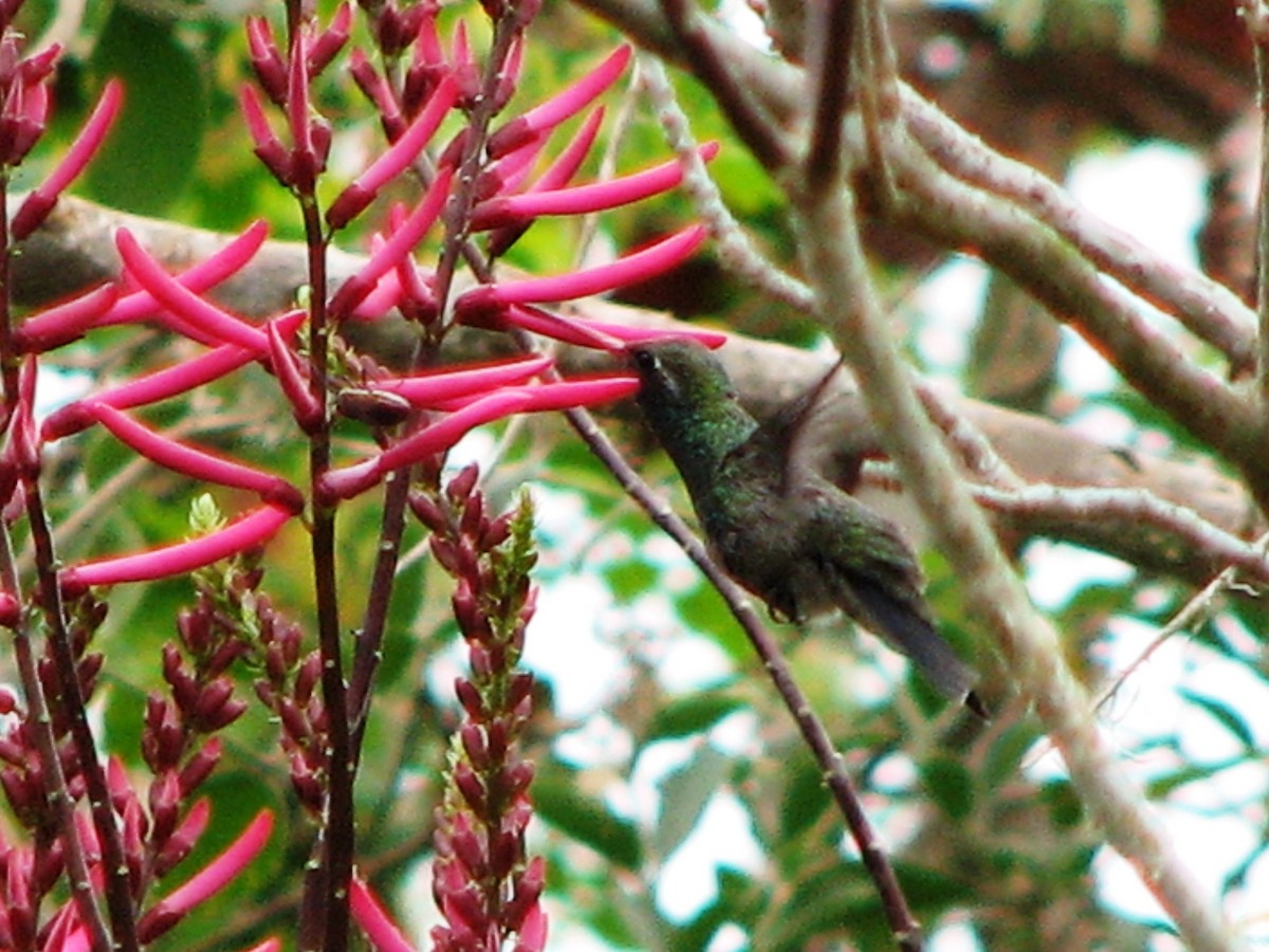 Broad-billed Hummingbird - John Yochum