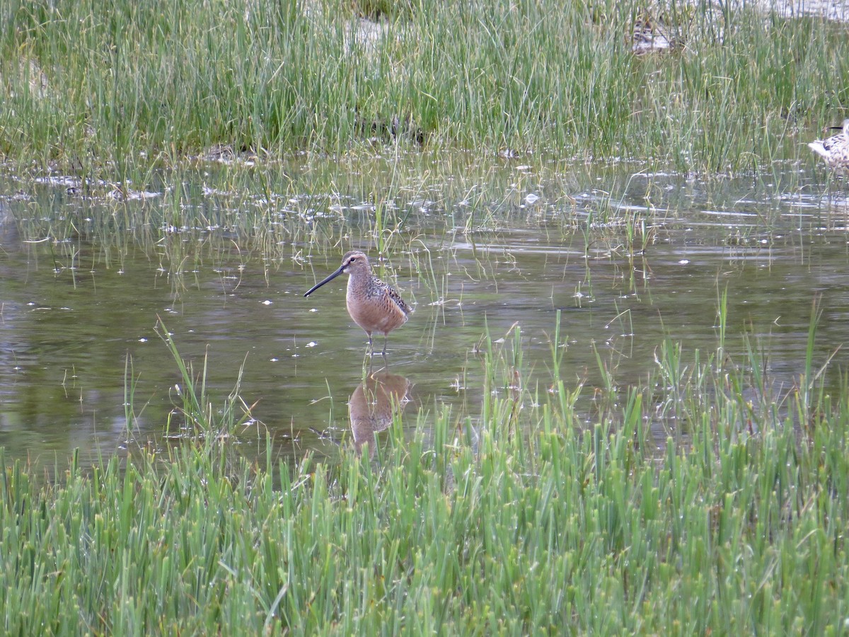 Long-billed Dowitcher - ML234204871