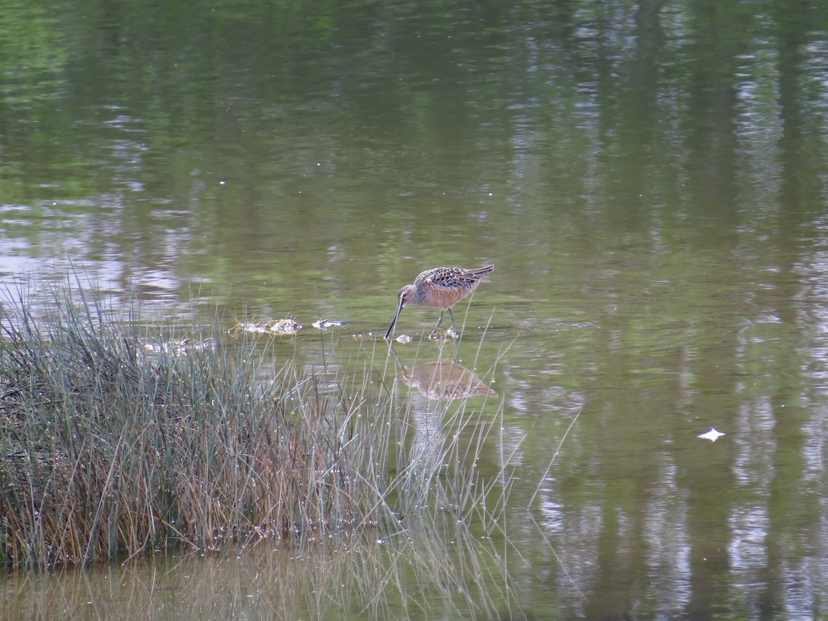 Long-billed Dowitcher - ML234204921