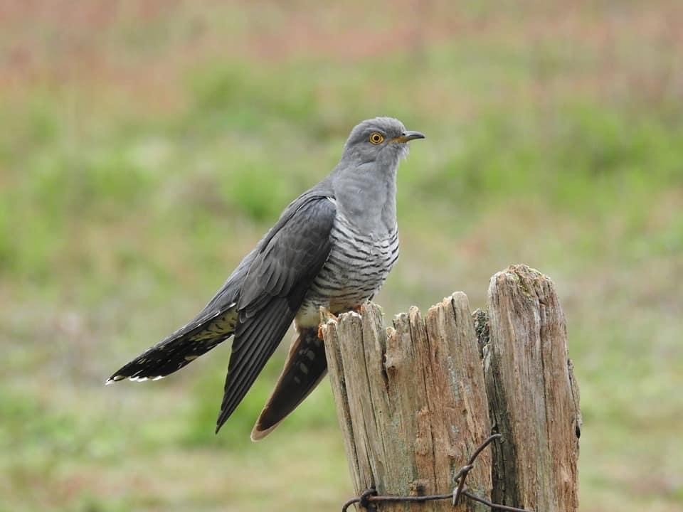 Common Cuckoo - Matthew Dryden