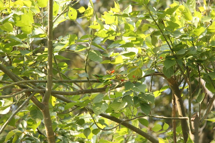 Vernal Hanging-Parrot - Amudha Hariharan