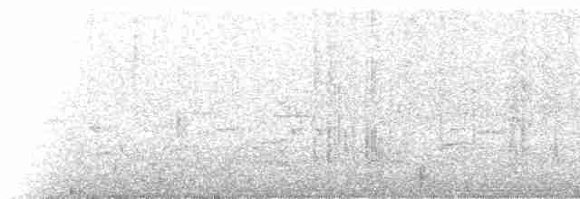 Tourterelle tigrine (chinensis/tigrina) - ML234226