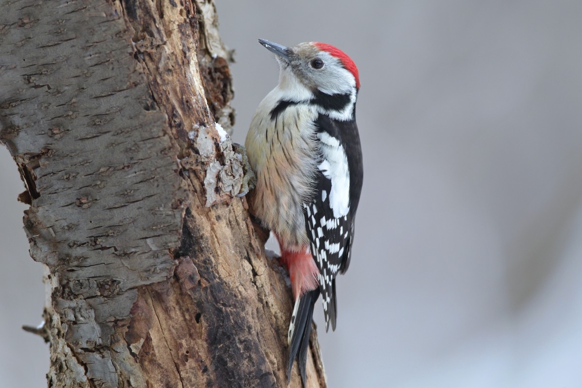 Middle Spotted Woodpecker - Andrej Chudy