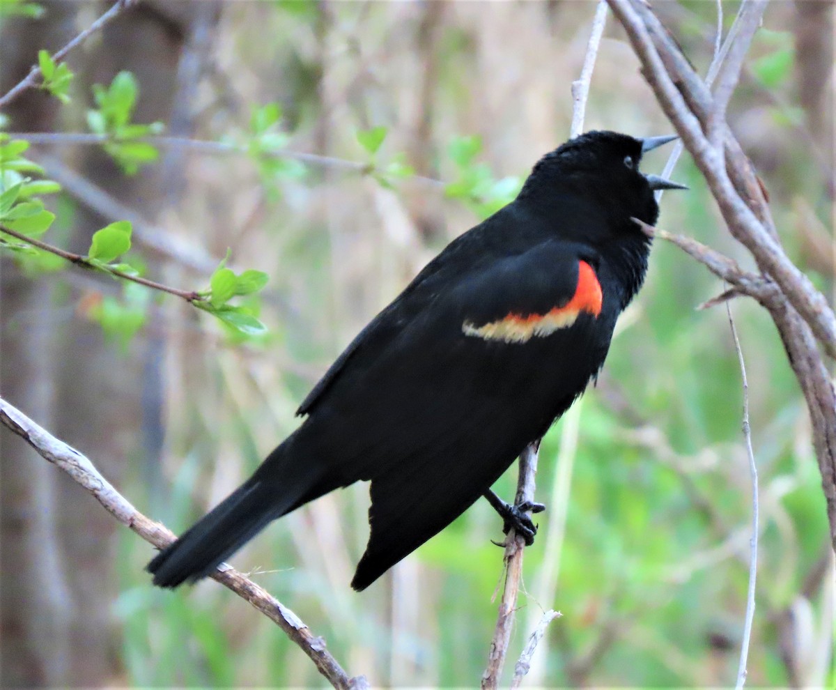 Red-winged Blackbird - ML234227141