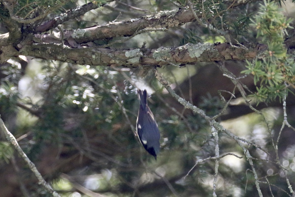 Black-throated Blue Warbler - ML234230871