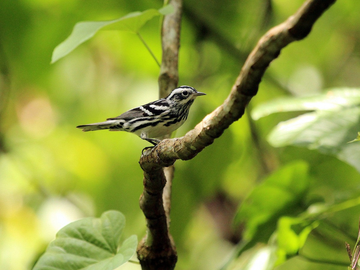 Black-and-white Warbler - ML234234661