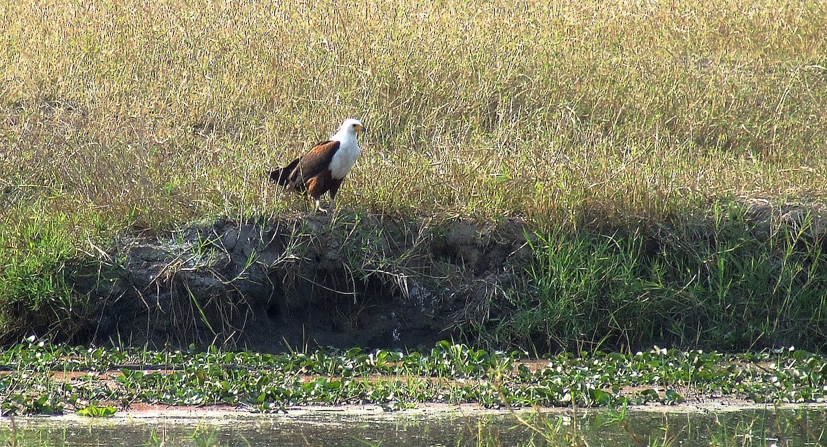 African Fish-Eagle - ML234241801