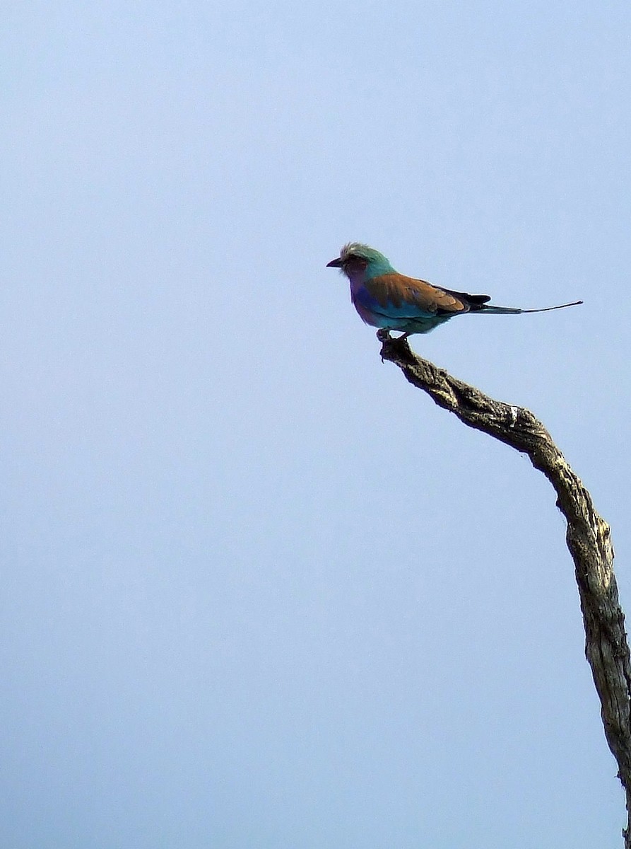 Lilac-breasted Roller - David Conn