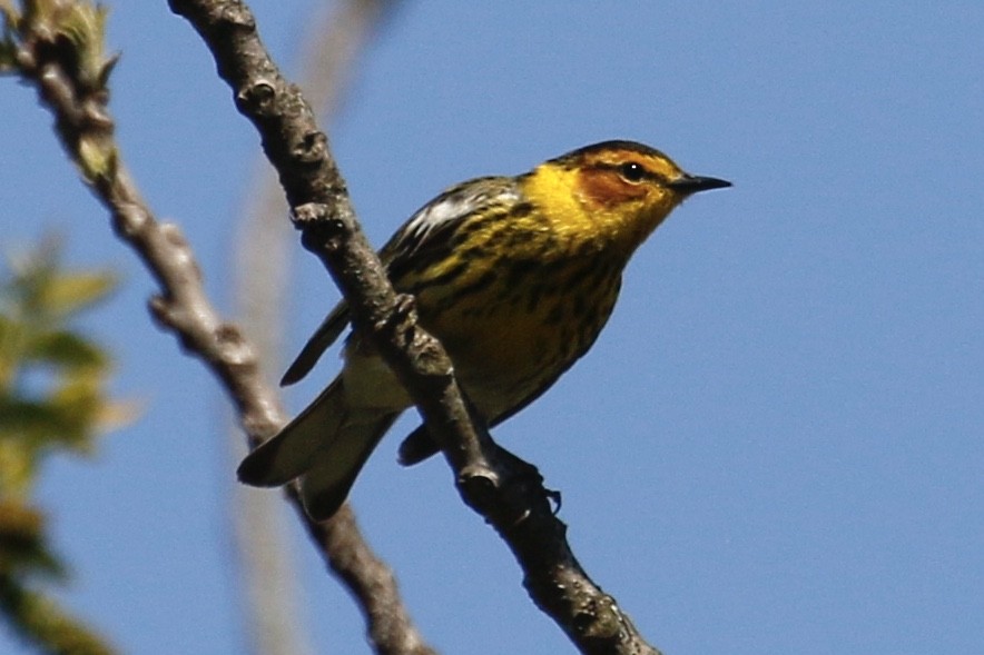 Cape May Warbler - ML234246841