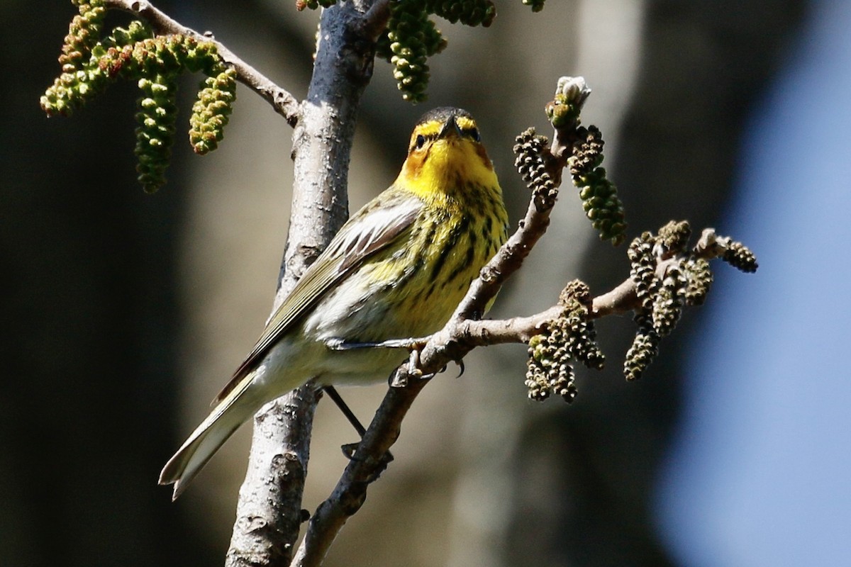 Cape May Warbler - ML234246851